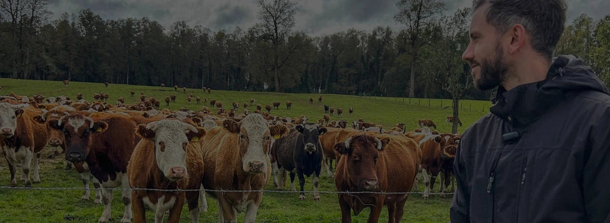 Hombre observando ganado grass fed en el campo - Simple y Vivo